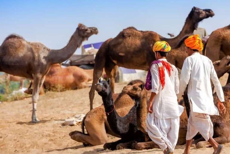 Quando Andare in India Rajasthan