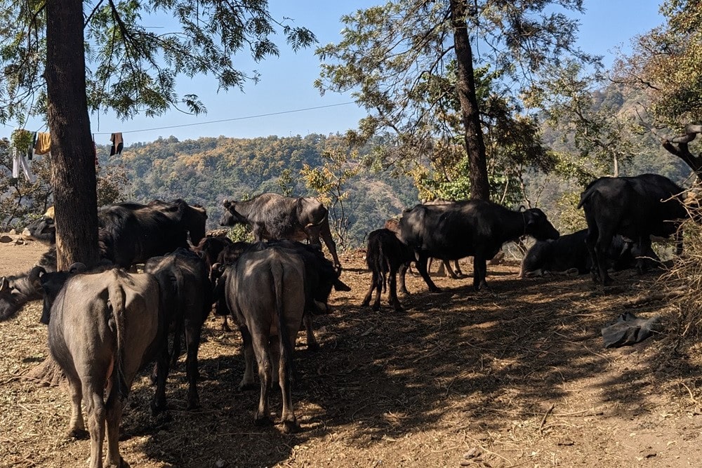 A heard of Buffalo in village