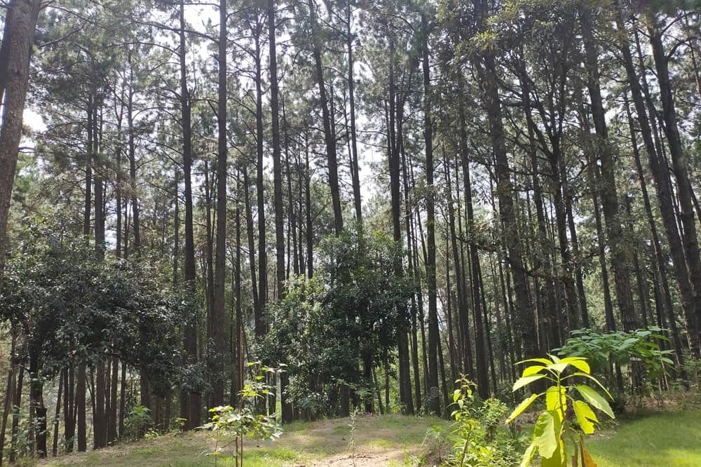 Forest healing centre Ranikhet