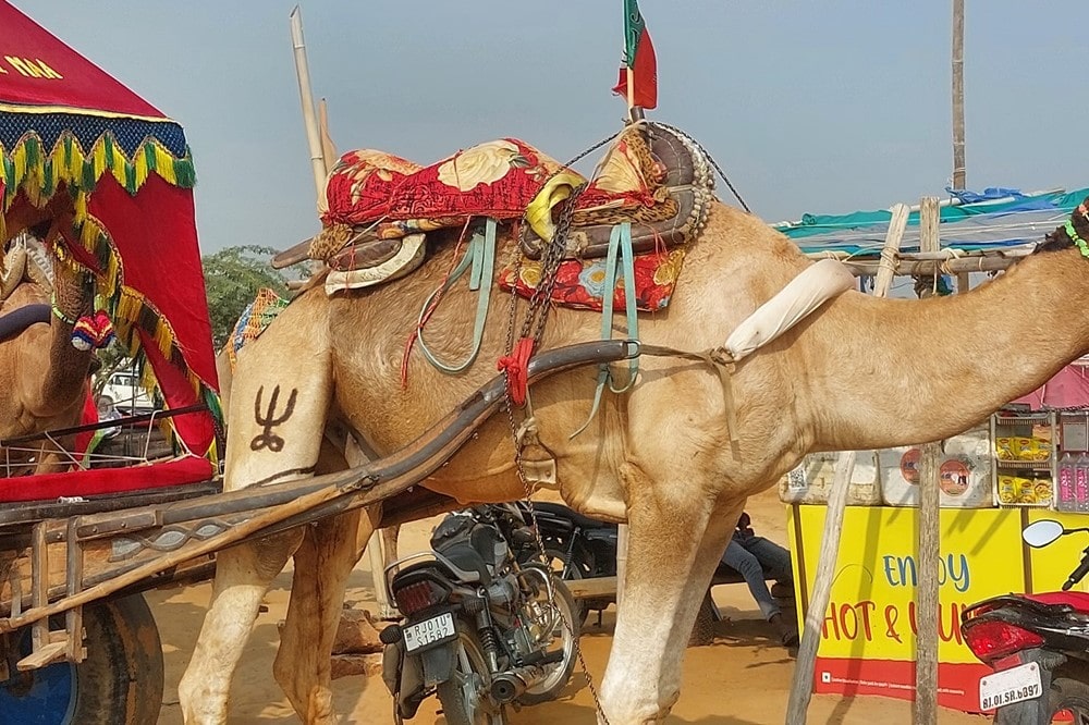 Camel Fair India