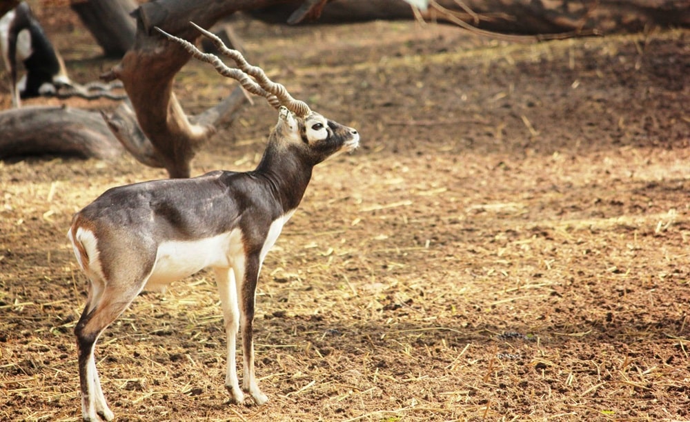 National Zoological Park