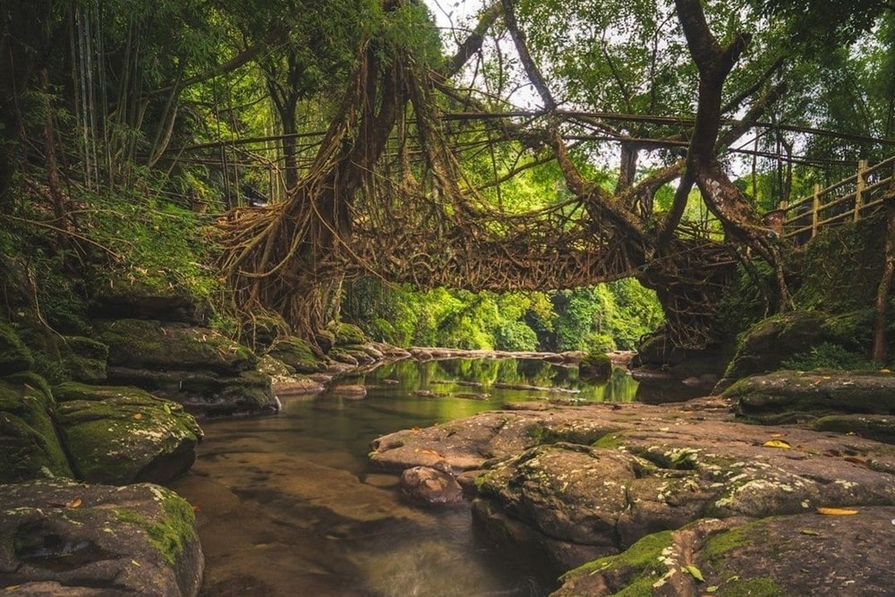 Riwai Living Root Bridge