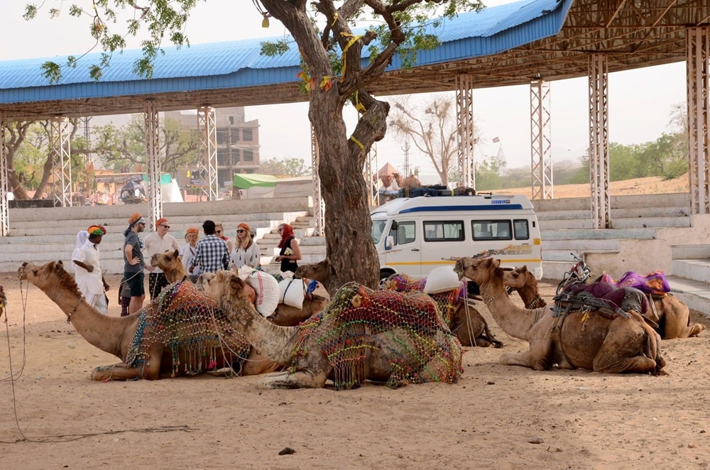 Tourists Getting ready to take camel ride