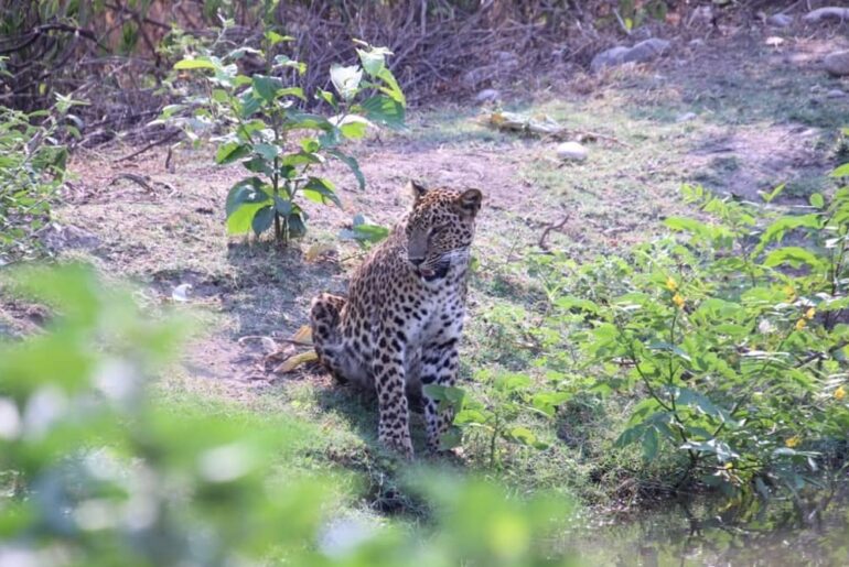 Wildlife Sanctuary in Rishikesh