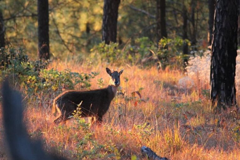 Binsar Valley Almora