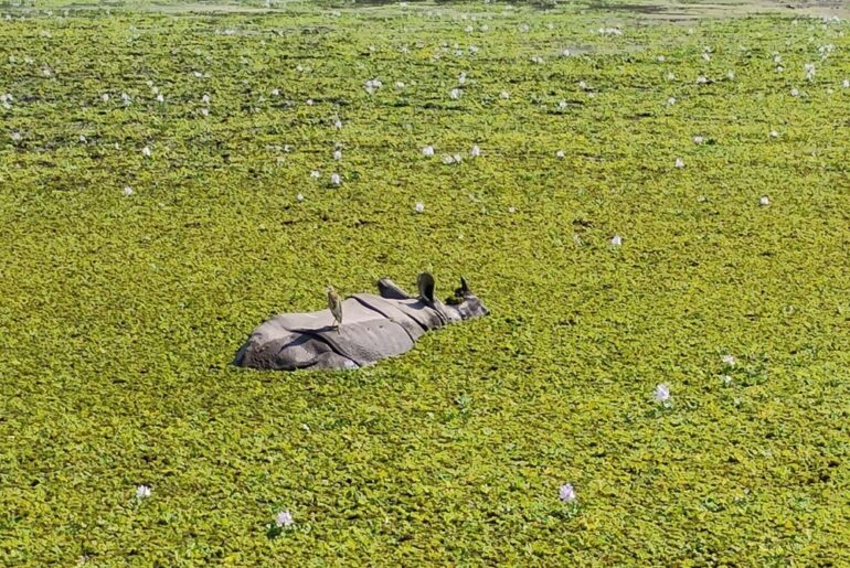 Go on a Wildlife Safari in Kaziranga National Park, Assam
