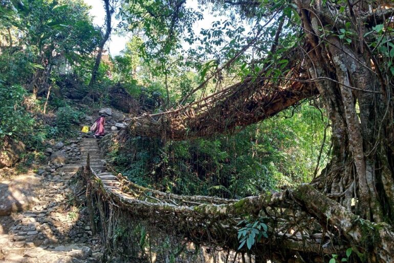 Trek to the Double Decker Living Root Bridge, Meghalaya