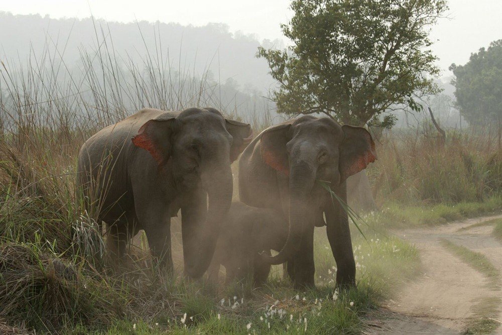 Natural forest and grassland scenery in Uttarakhand safari country