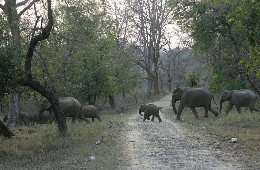 Travellers exploring a green wildlife area in an open safari jeep